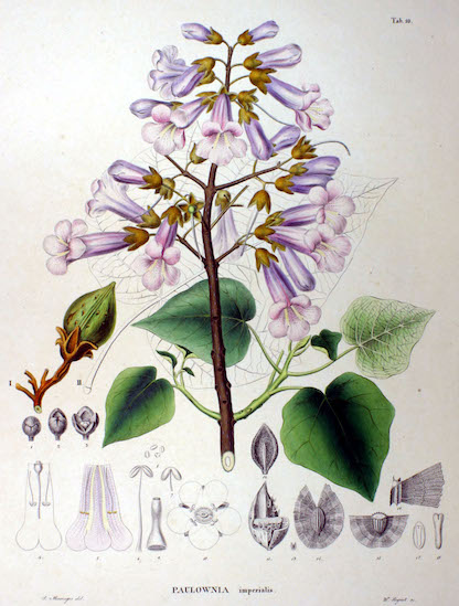 Paulownia Genus